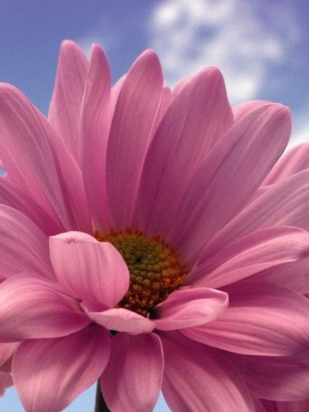 Meet your Posher, Senya